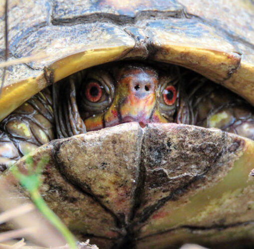 Photos from the Field: A Turtle 'Shelters in Place'